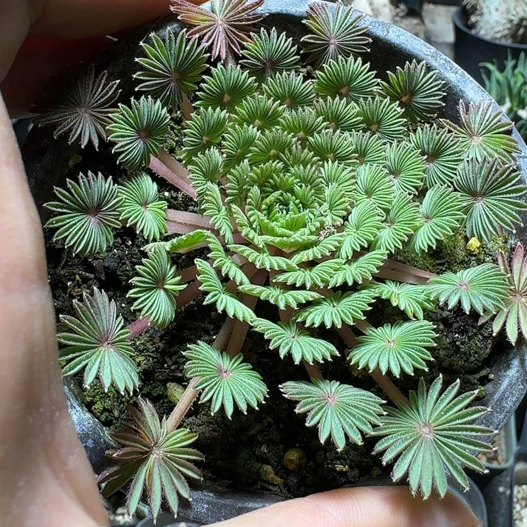 242棕榈酢浆草带盆发货