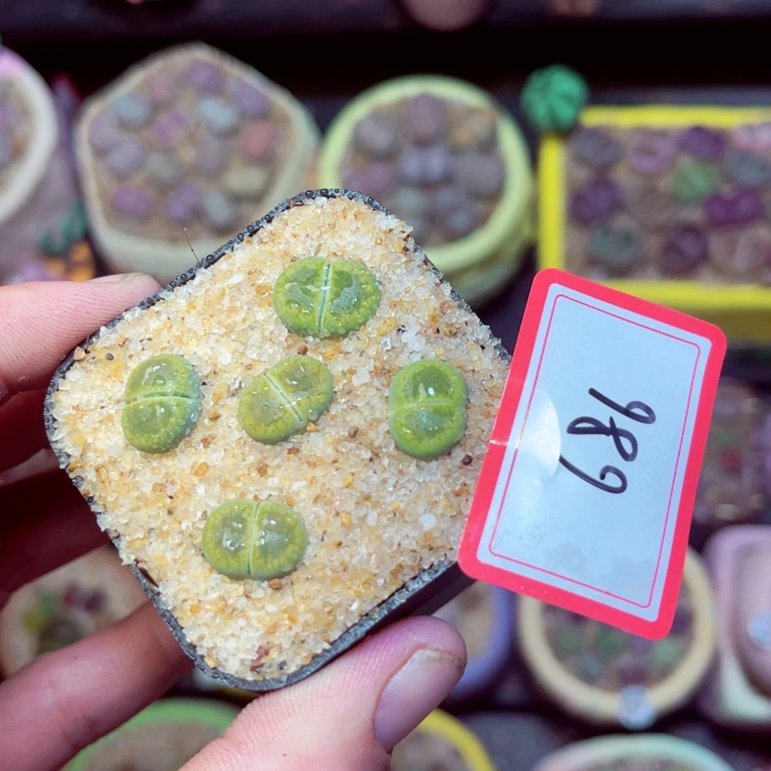 686生石花带盆发1