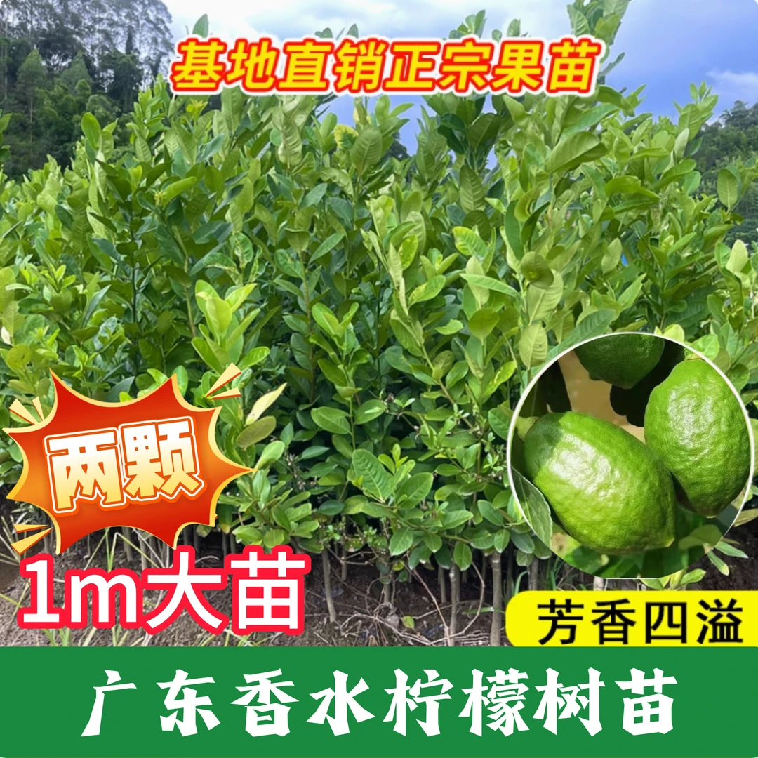 【两颗1m以上大苗】广东香水柠檬树四季结果阳台庭院种植南北可种