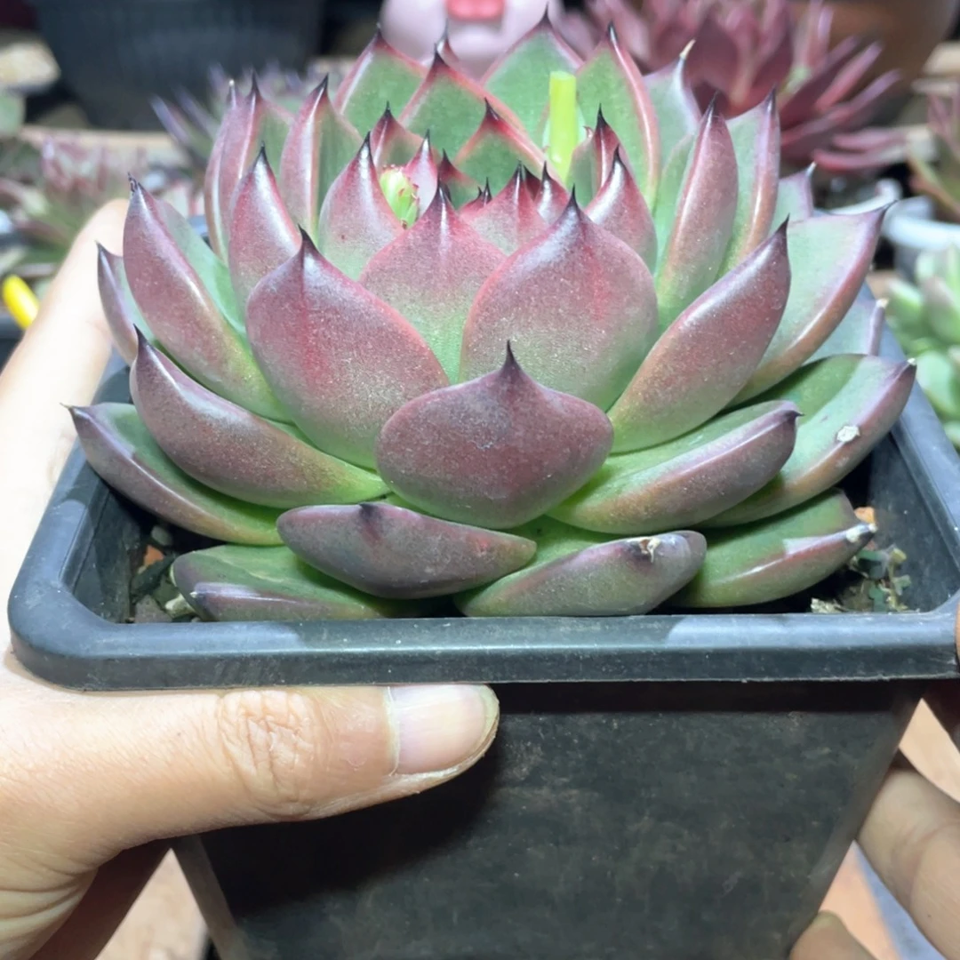 多肉植物多肉植物207