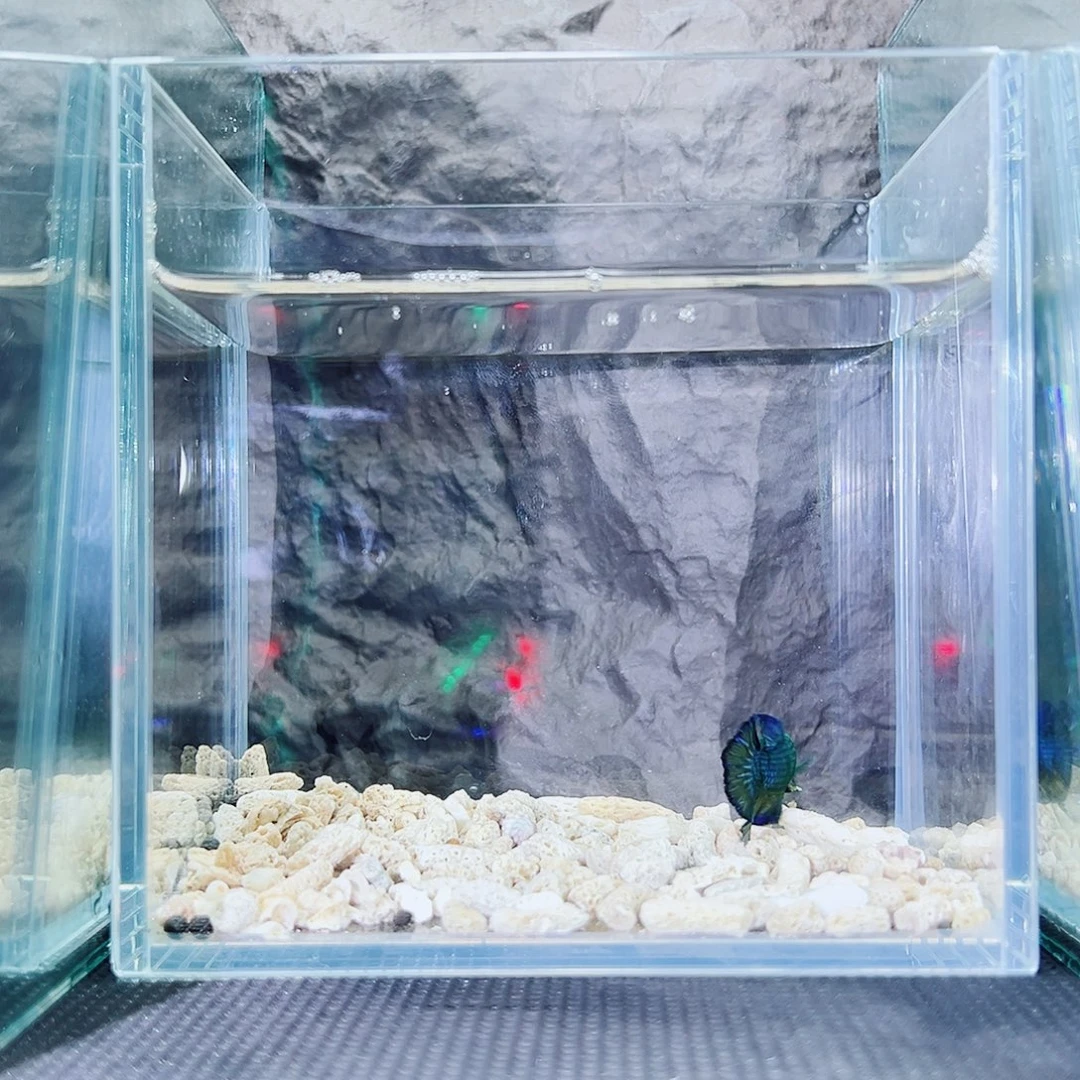 斗鱼精品精品精品精品精品