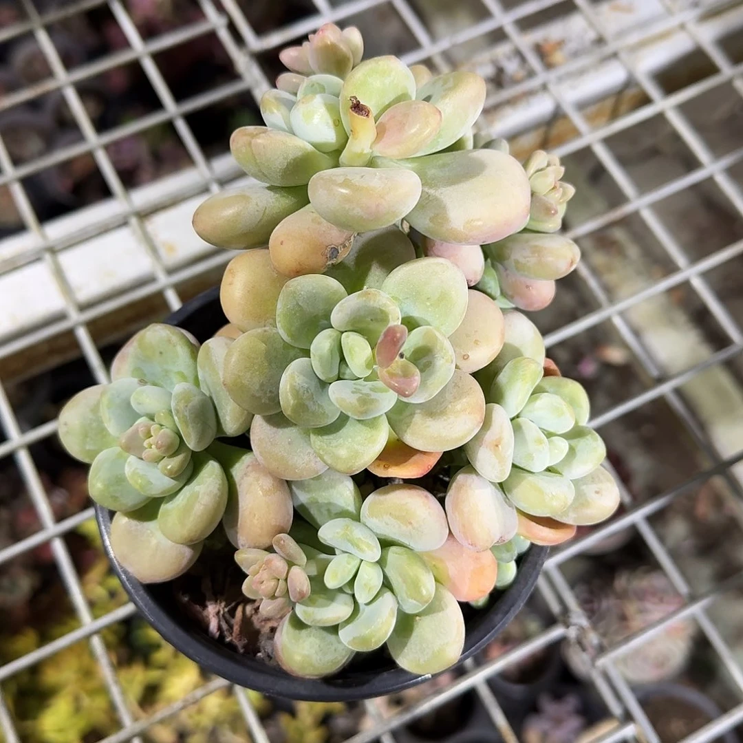 香水洛神多肉植物