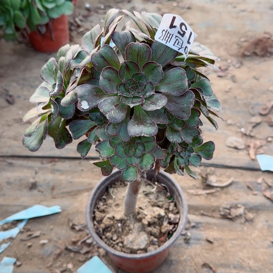 拉丝锦151满20包邮断枝不包