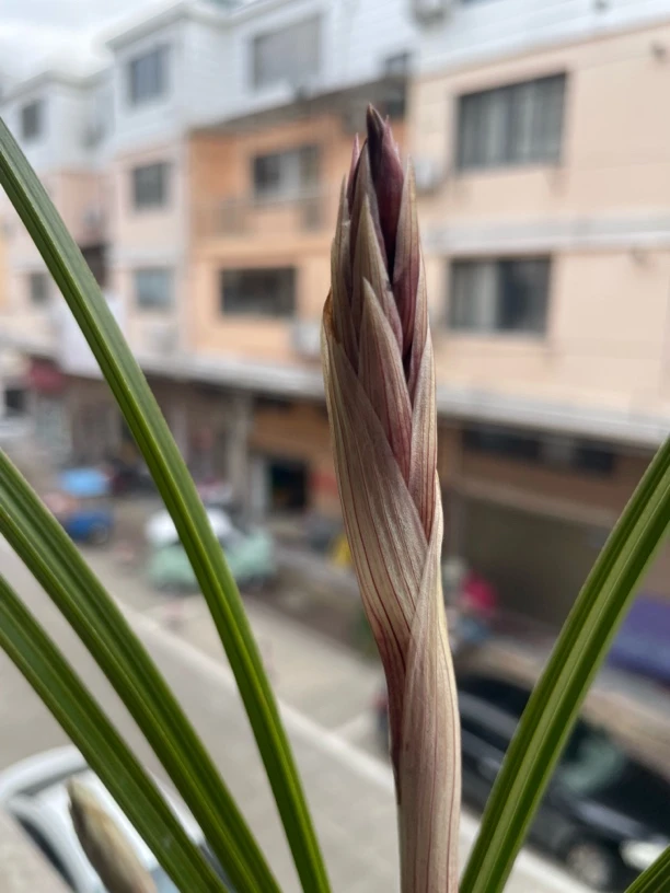 惠兰一物一拍（30-500）