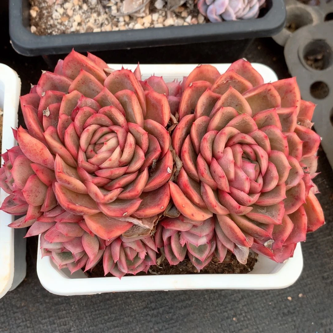 2589杂交多肉植物基地