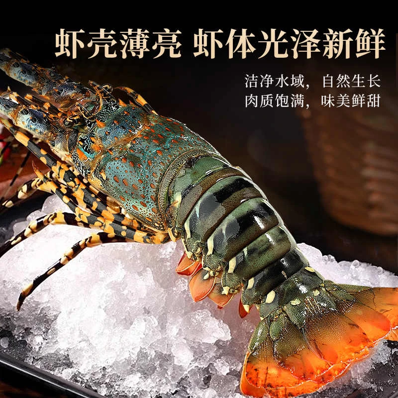 福建东山岛特大花龙澳洲龙虾新鲜活冻冷冻小青龙野生海鲜商用送礼