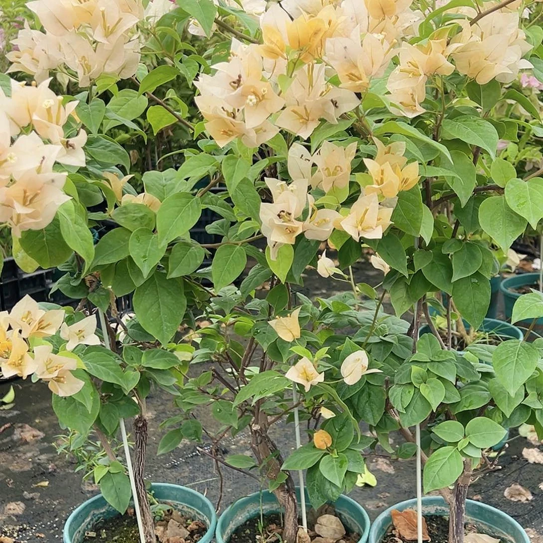大部分花苞少量开放苏瓦娜带竹一棵