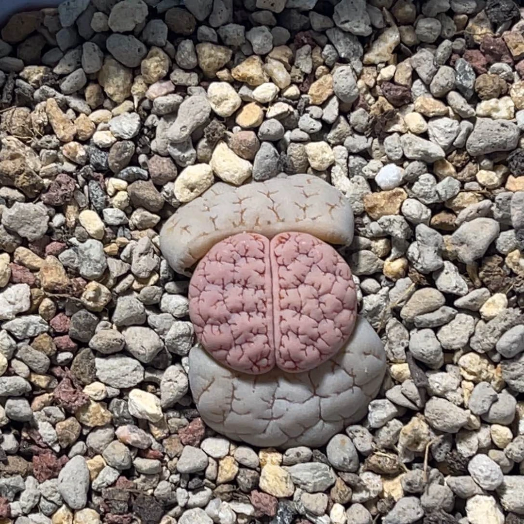 哈****6933荒玉1专拍的。