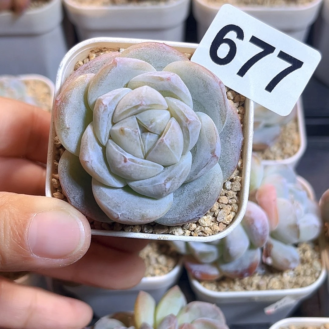 小****677 冰雕多肉 一物一拍