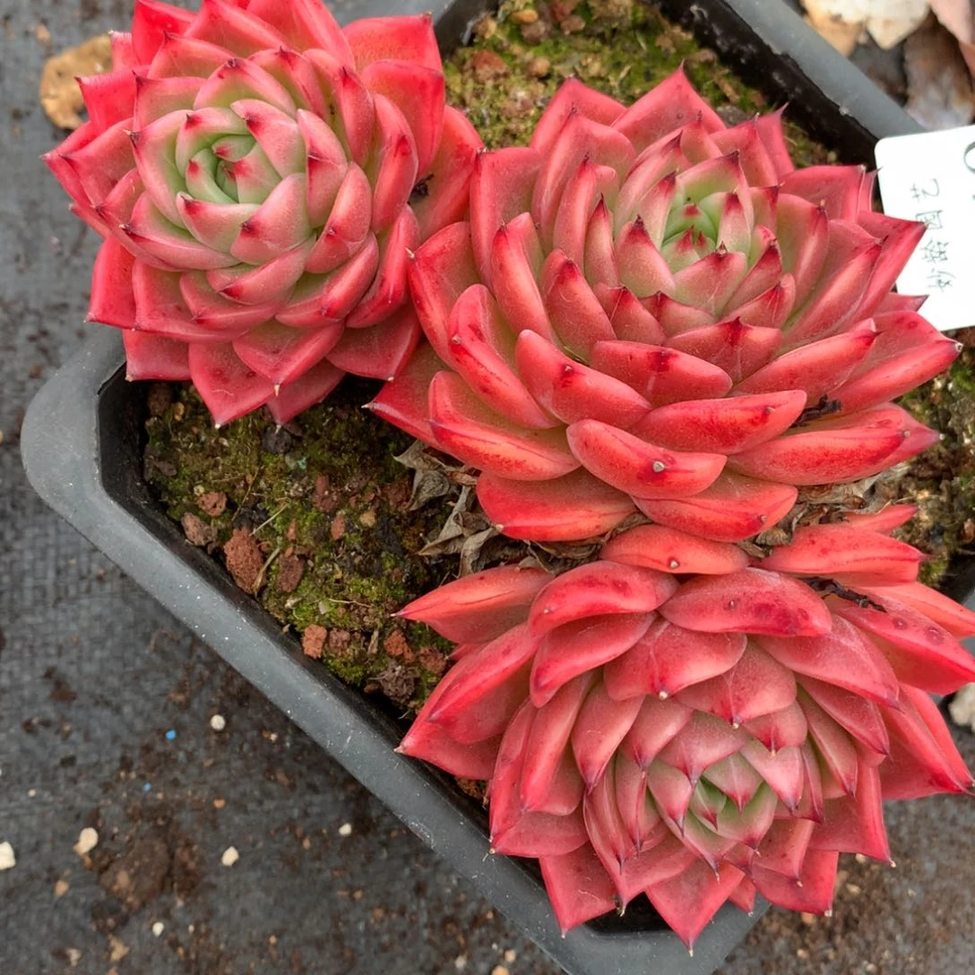 5240杂交多肉老桩