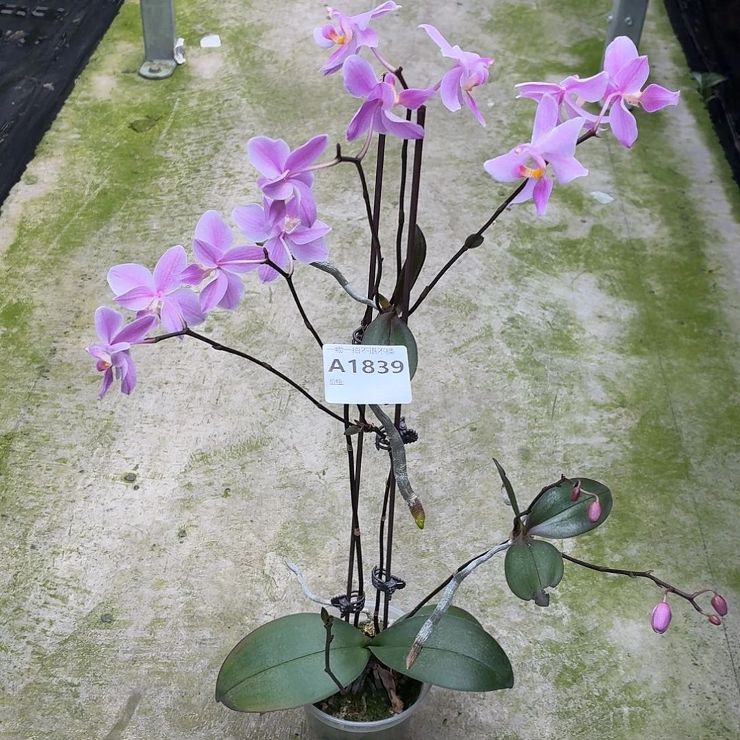 当前无花朵，栽培后可花朵A1839yss1156五苗连体株