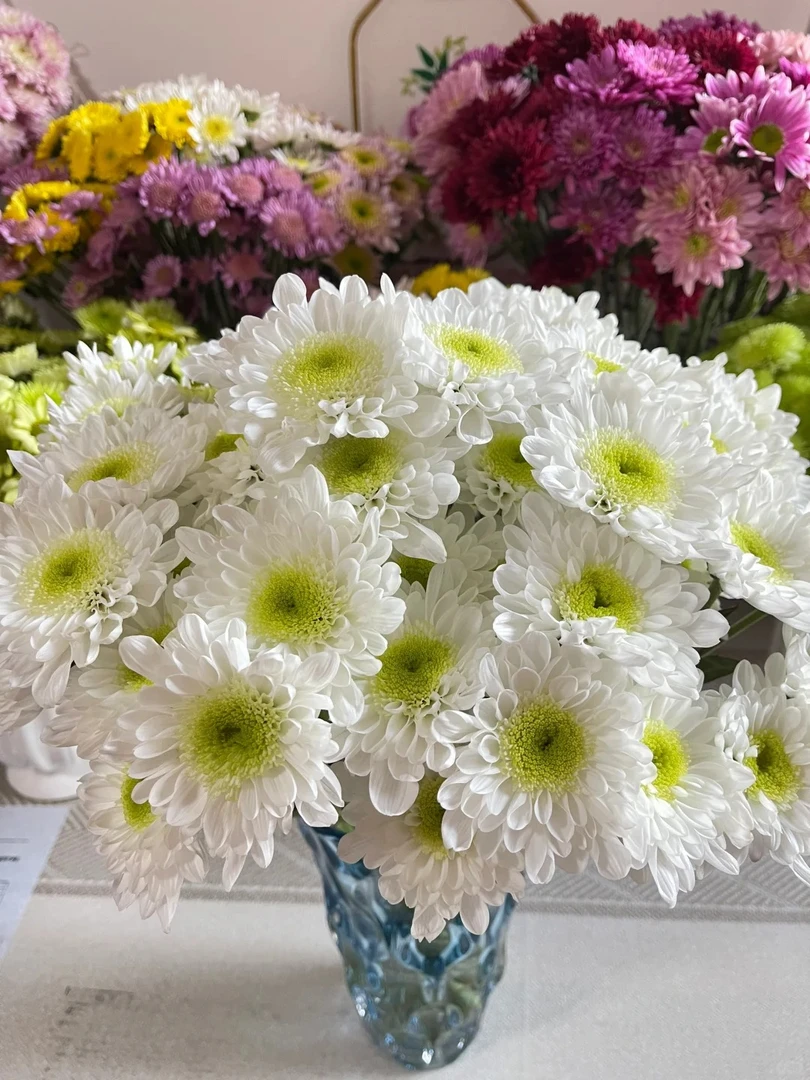 小雏菊A级瑞白（多色可选）顺丰包邮鲜花