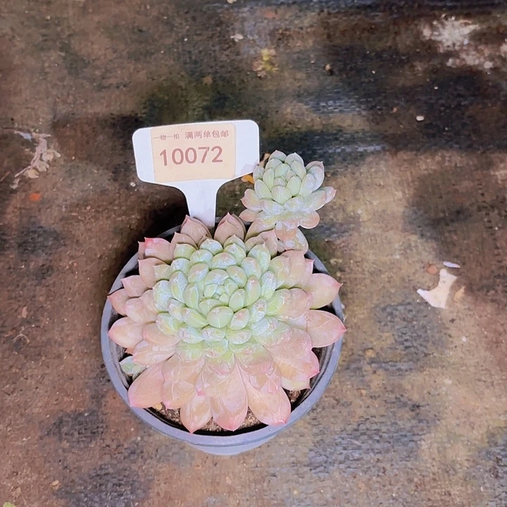咕***?百达翡丽一物一拍10072