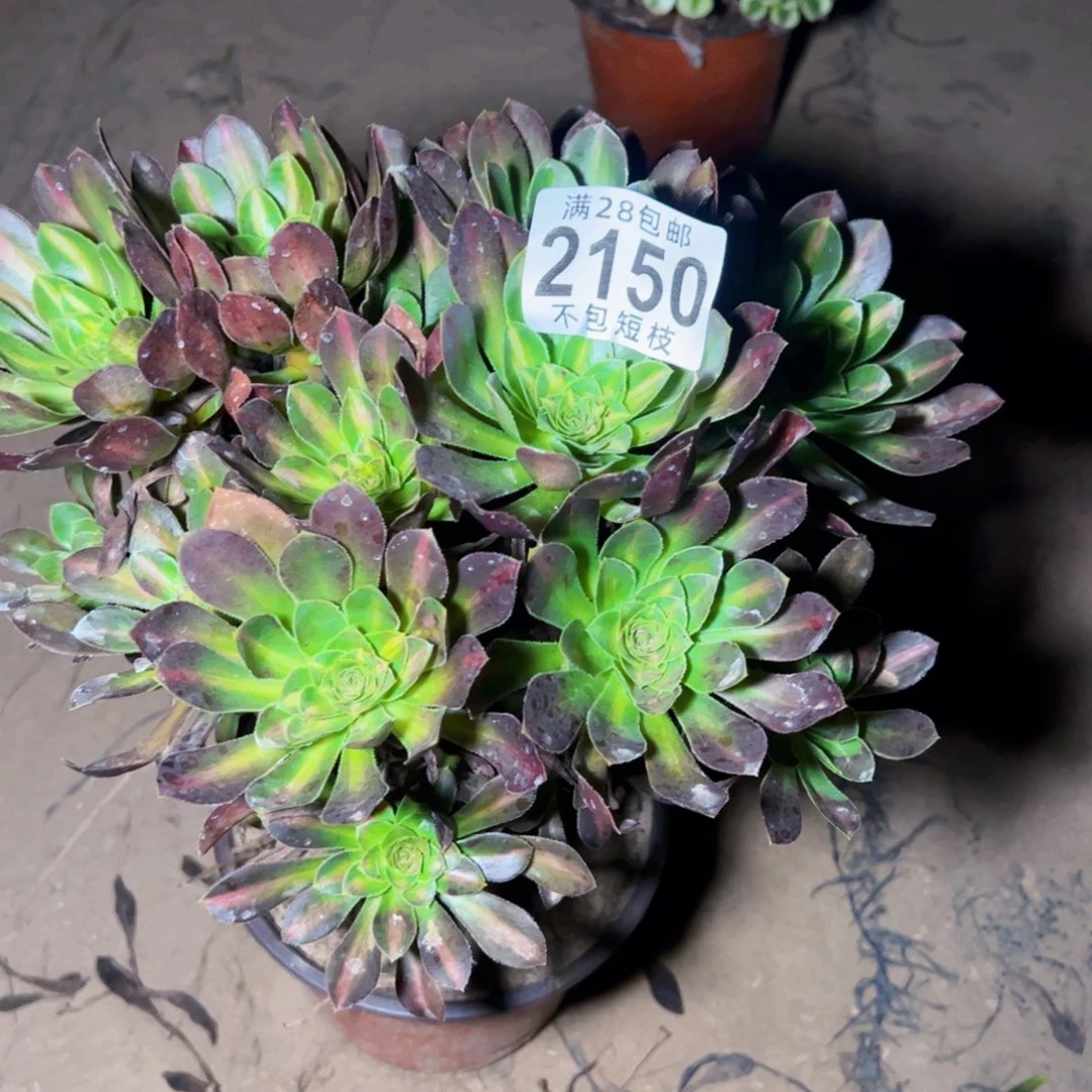 爱马仕中班多肉植物2150