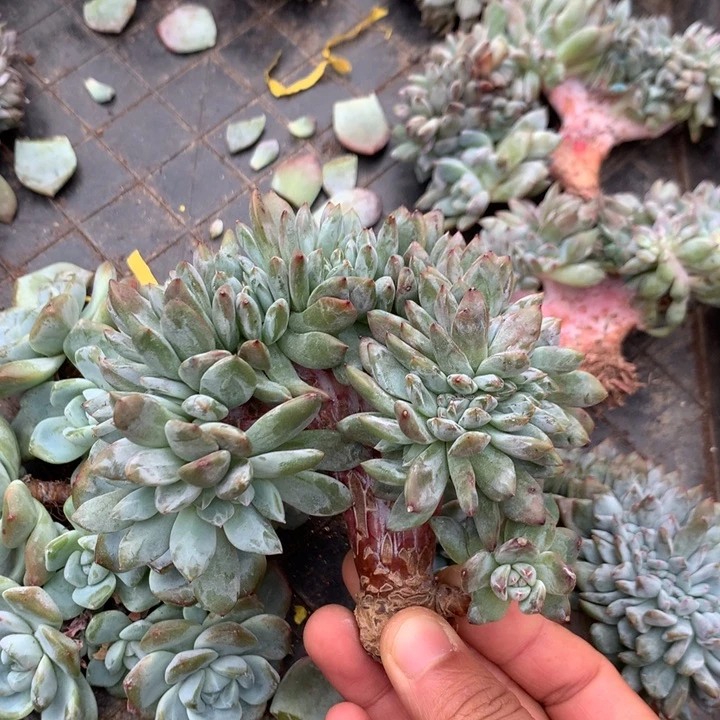 多肉植物星影树缀