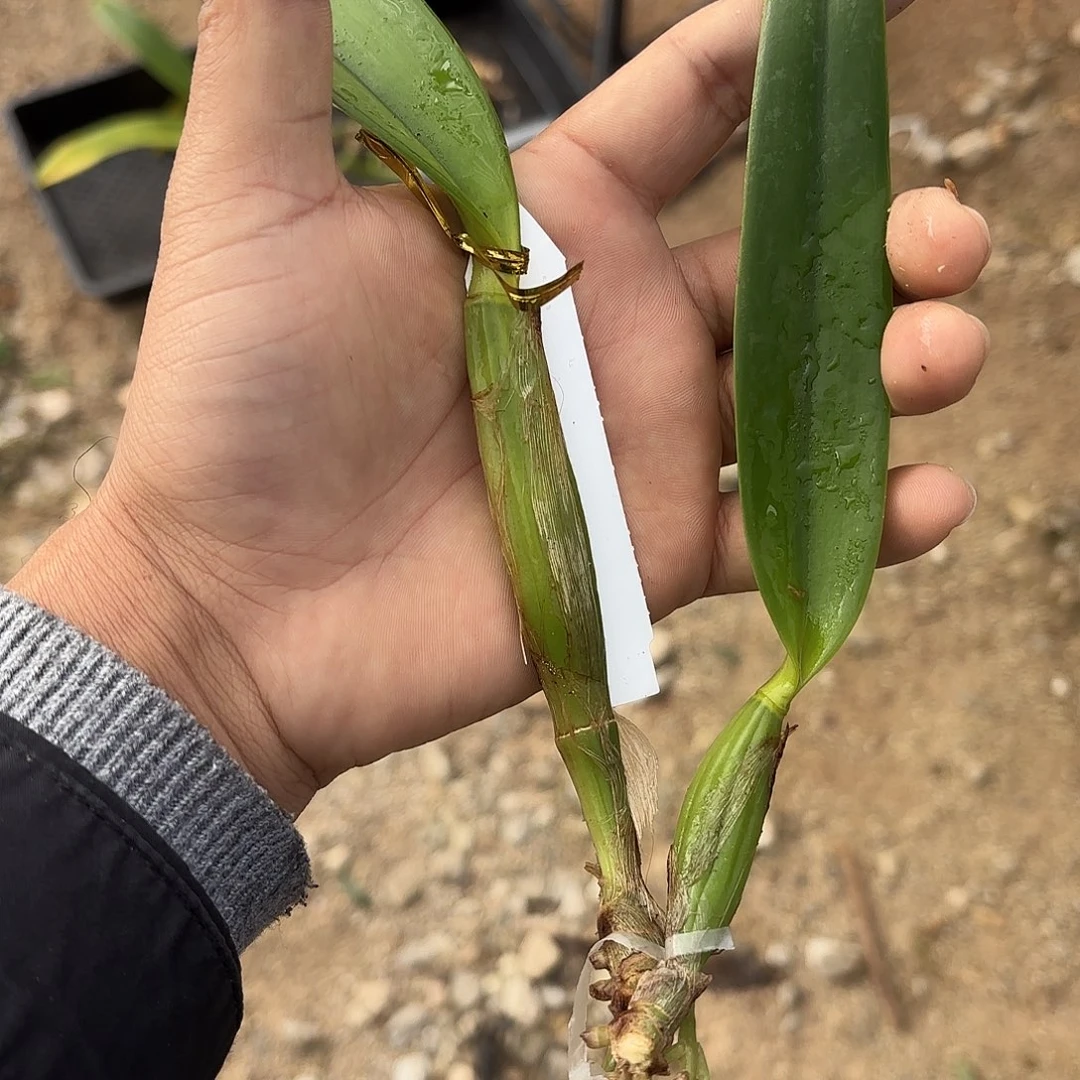 完全开放路德卡特兰