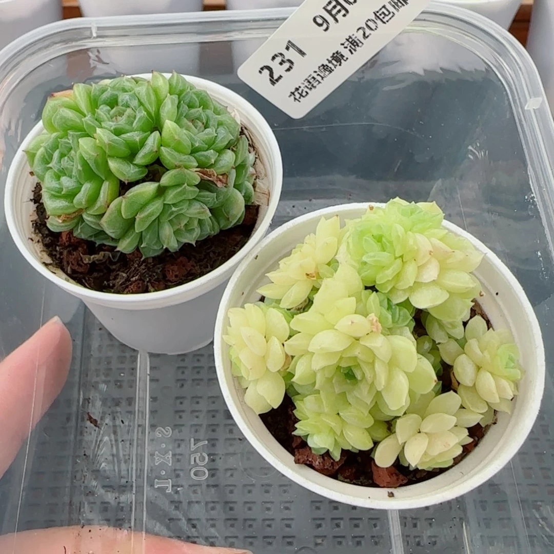 ****空花语逸镜0903-231两个