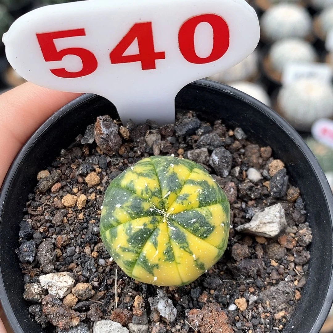 540兜锦系列产品福利