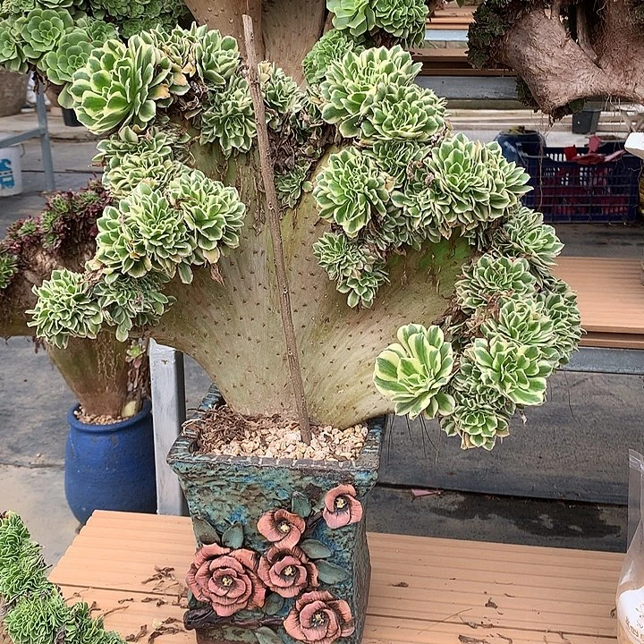 绿***饼补差价大板子迈巴赫