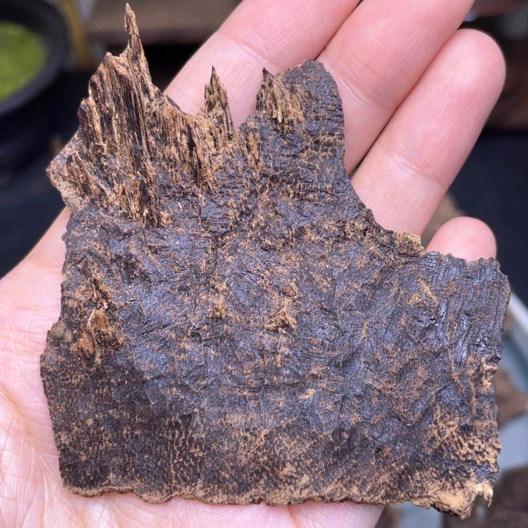 3.6克海南尖峰沉水老香