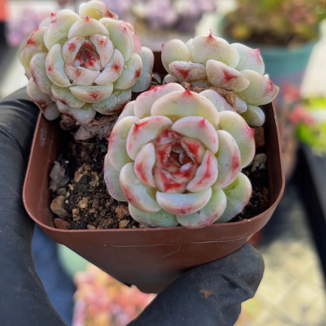 714白底天鹅绒7厘米多肉