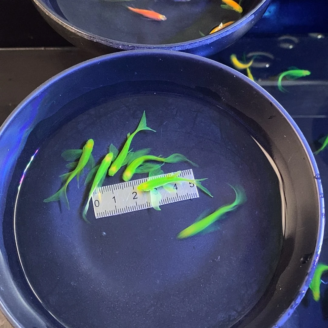 斑马鱼蝶翼斑马3色12➕1备损共13个