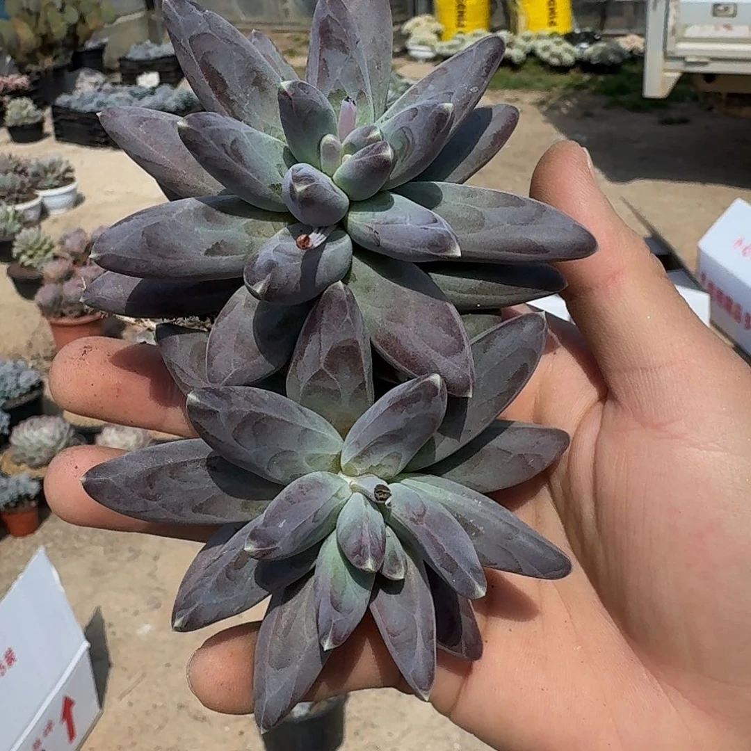 凤羽多肉 000000000000