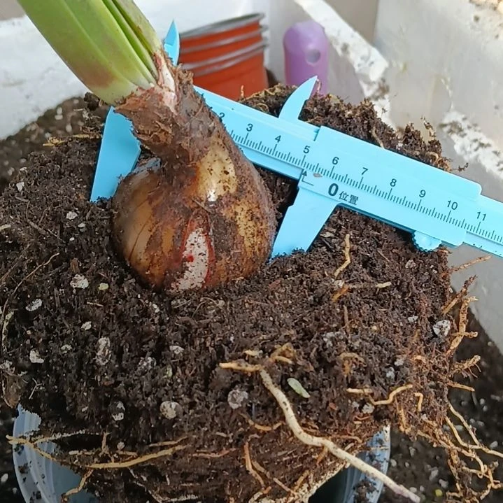 无花朵孤宝5+发一个