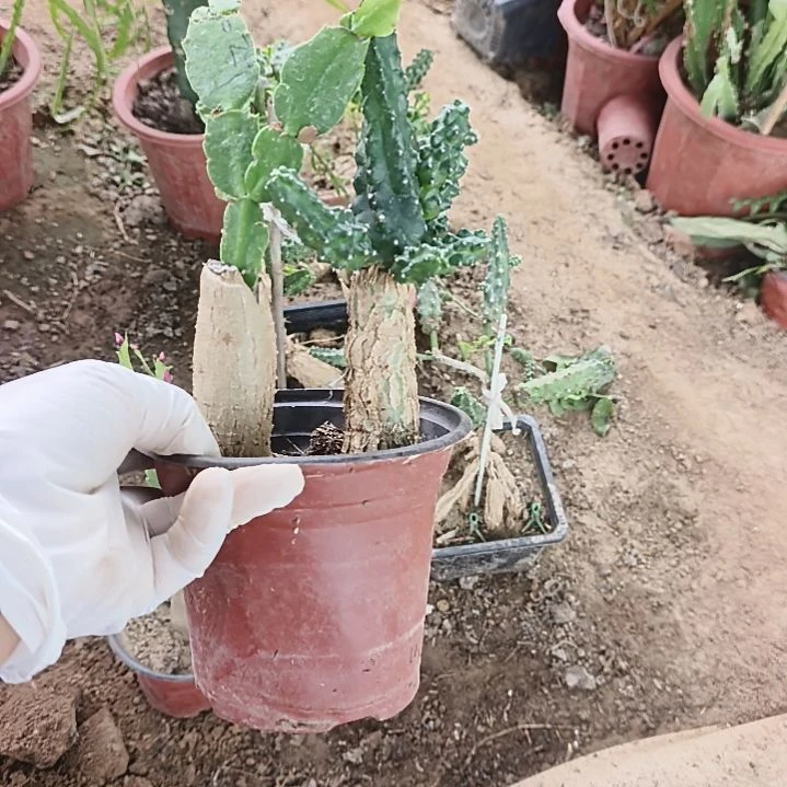 蓓***脱土发货嫁接苗两颗