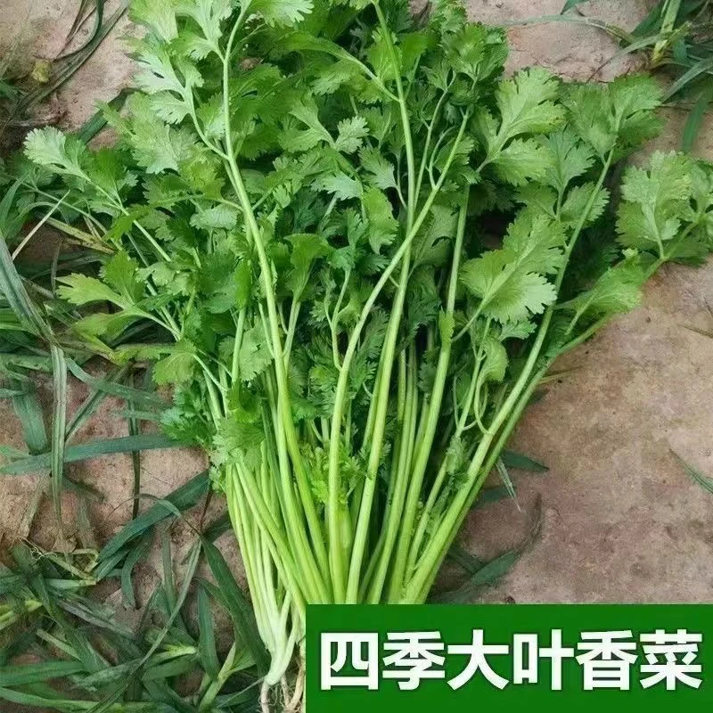 【全店任意挑选满8包包邮】四季大叶香菜种子大叶香菜种籽