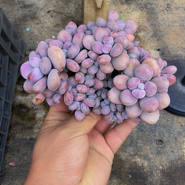 腰子蛋一物一拍哦