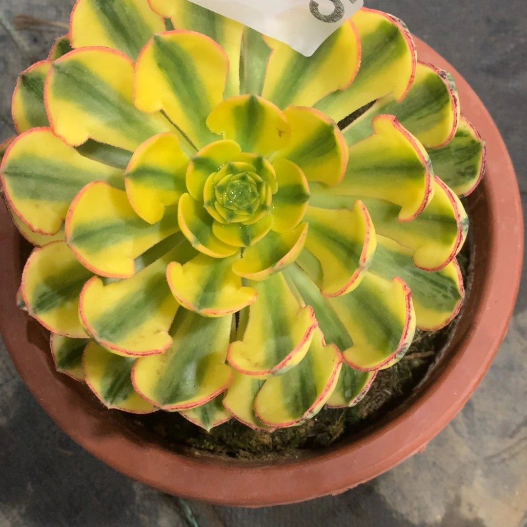 紫砂茶杯A285-太阳神68福利