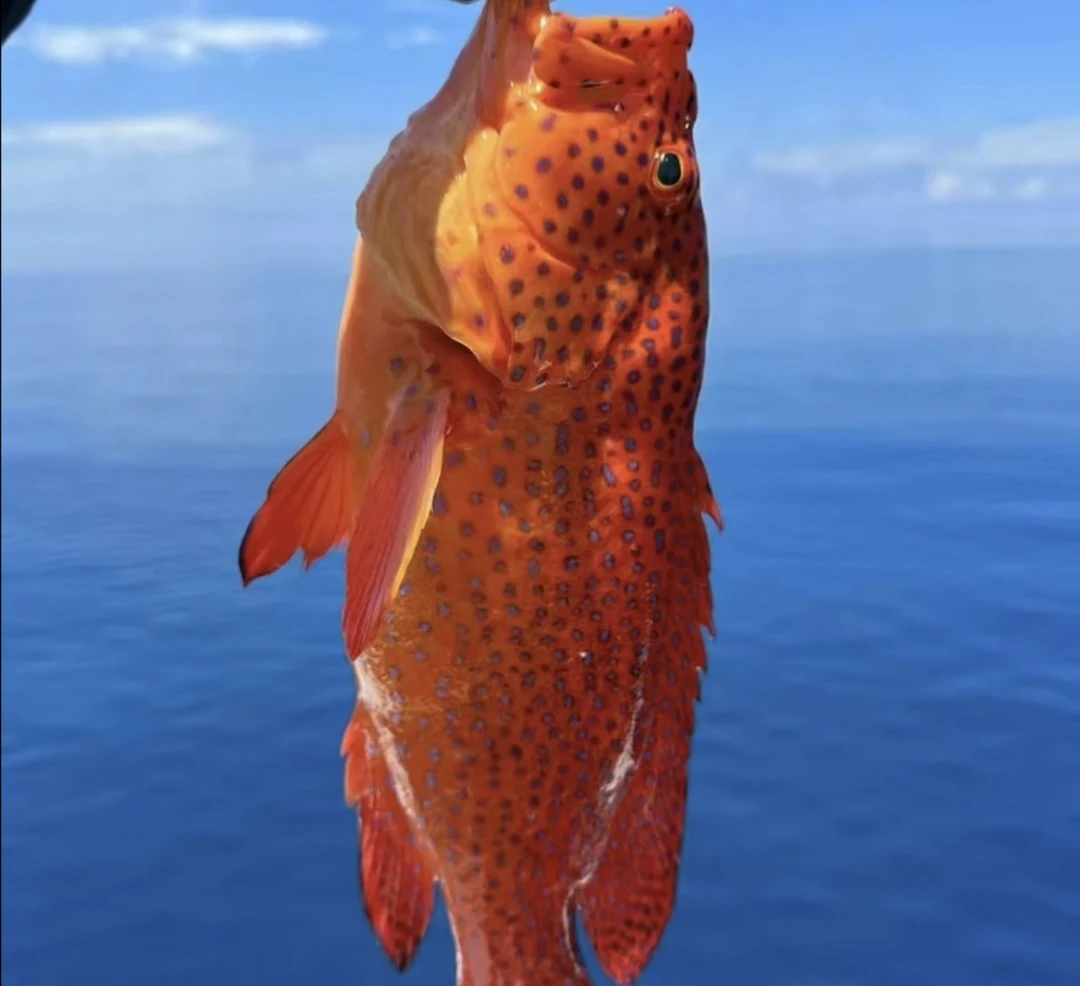 草莓斑  新鲜发货 现称 顺丰快递