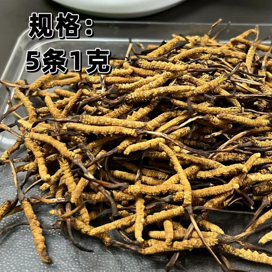 【虫草妹】冬虫夏草 5条/克2025头期小黄芽 根根高海拔诚信做生意