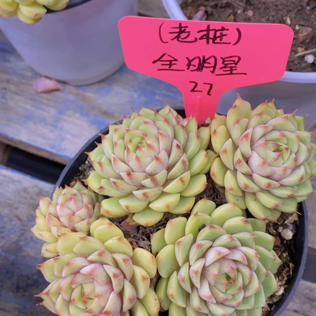 首播，开心多肉，福利