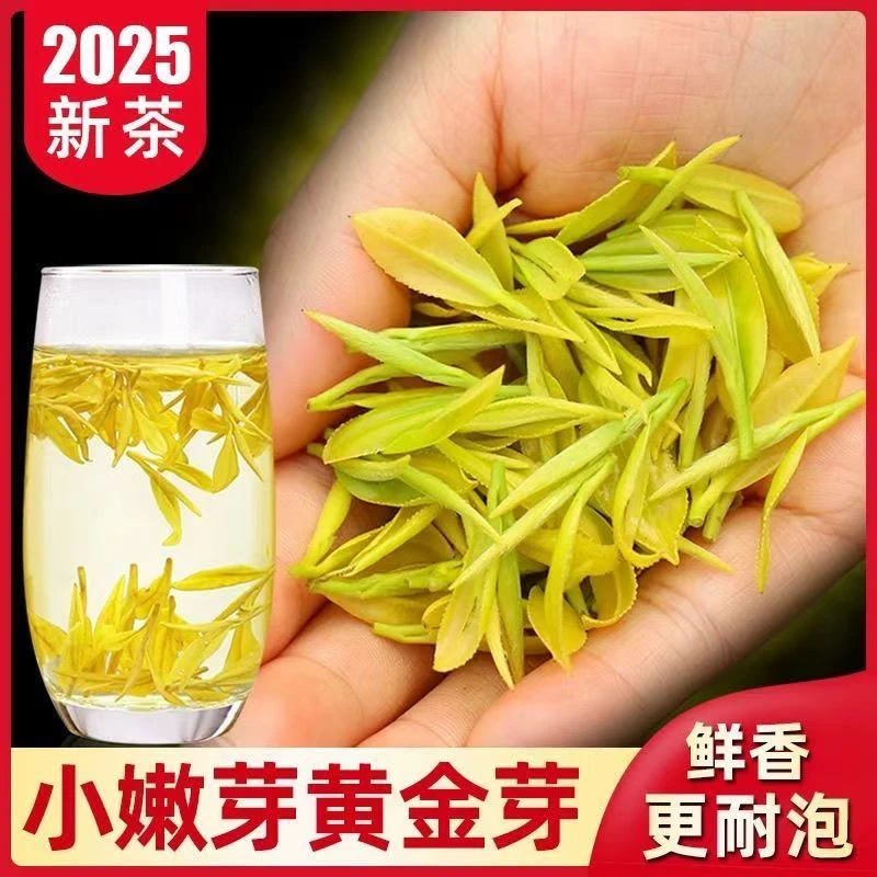 2025年新茶安吉特产高山黄金芽铁罐包装