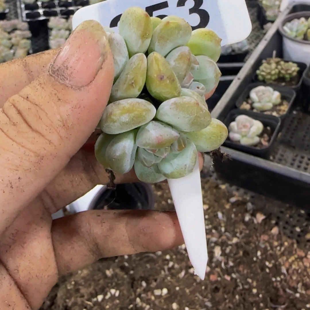 云***李253号一物一拍特价