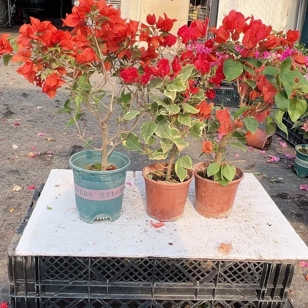 大部分花苞少量开放红桑巴，孟加拉红，夕阳红组合