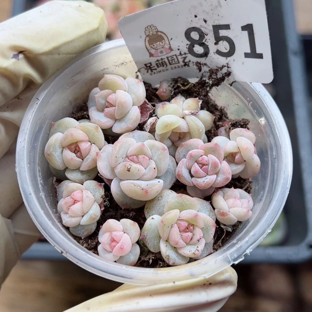 多肉植物多肉植物