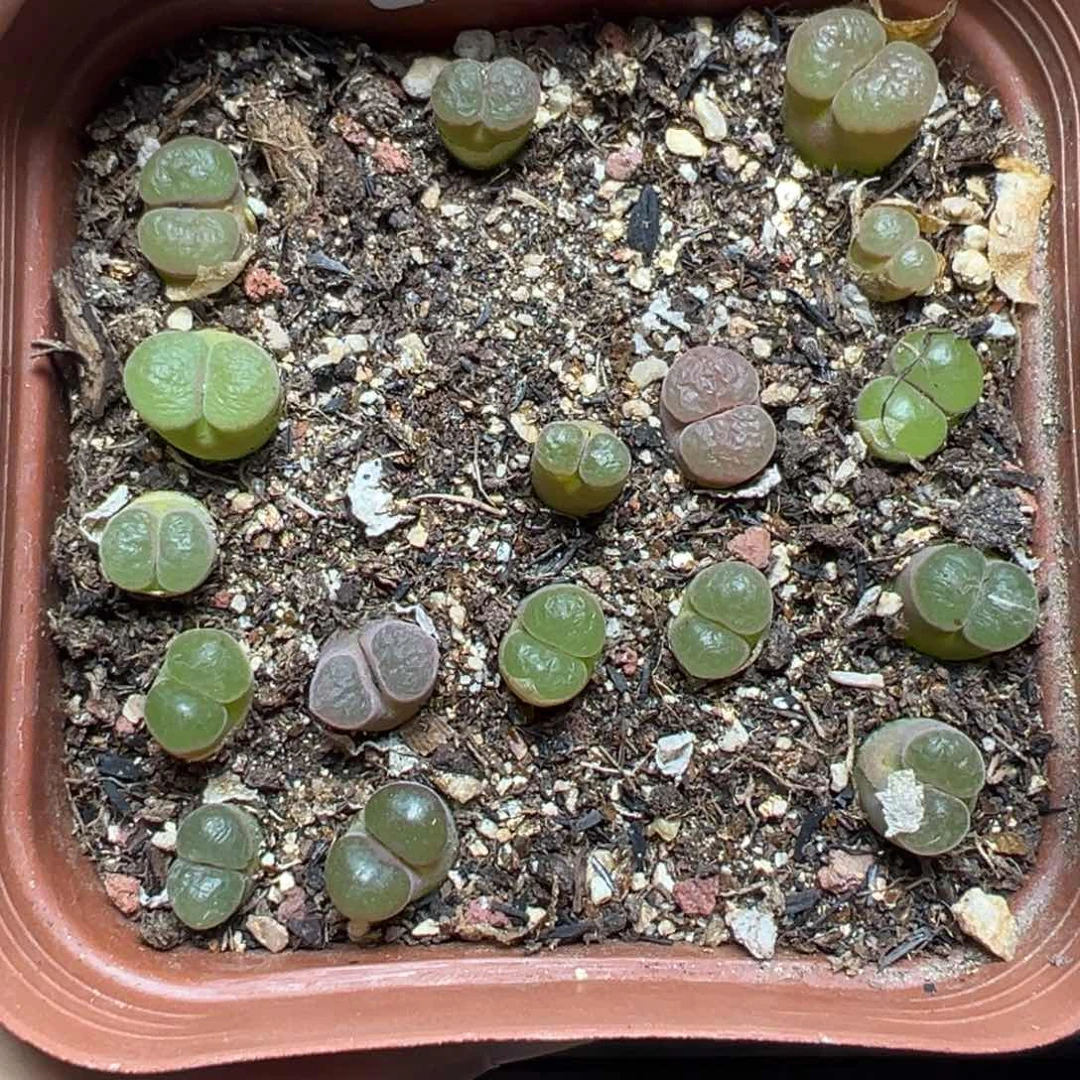 【闪购商品】276。