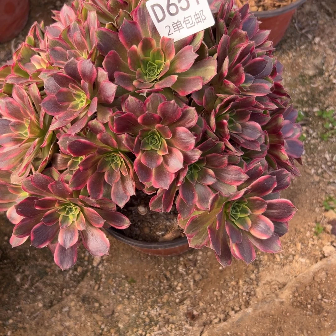 651多肉   安娜不包断头断个头福利