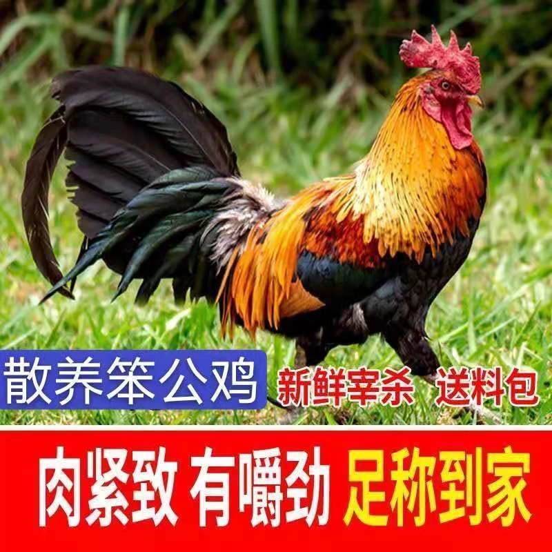 【3年老公鸡】8-12斤农家散养大公鸡土鸡跑山鸡老公鸡现杀鸡肉整只