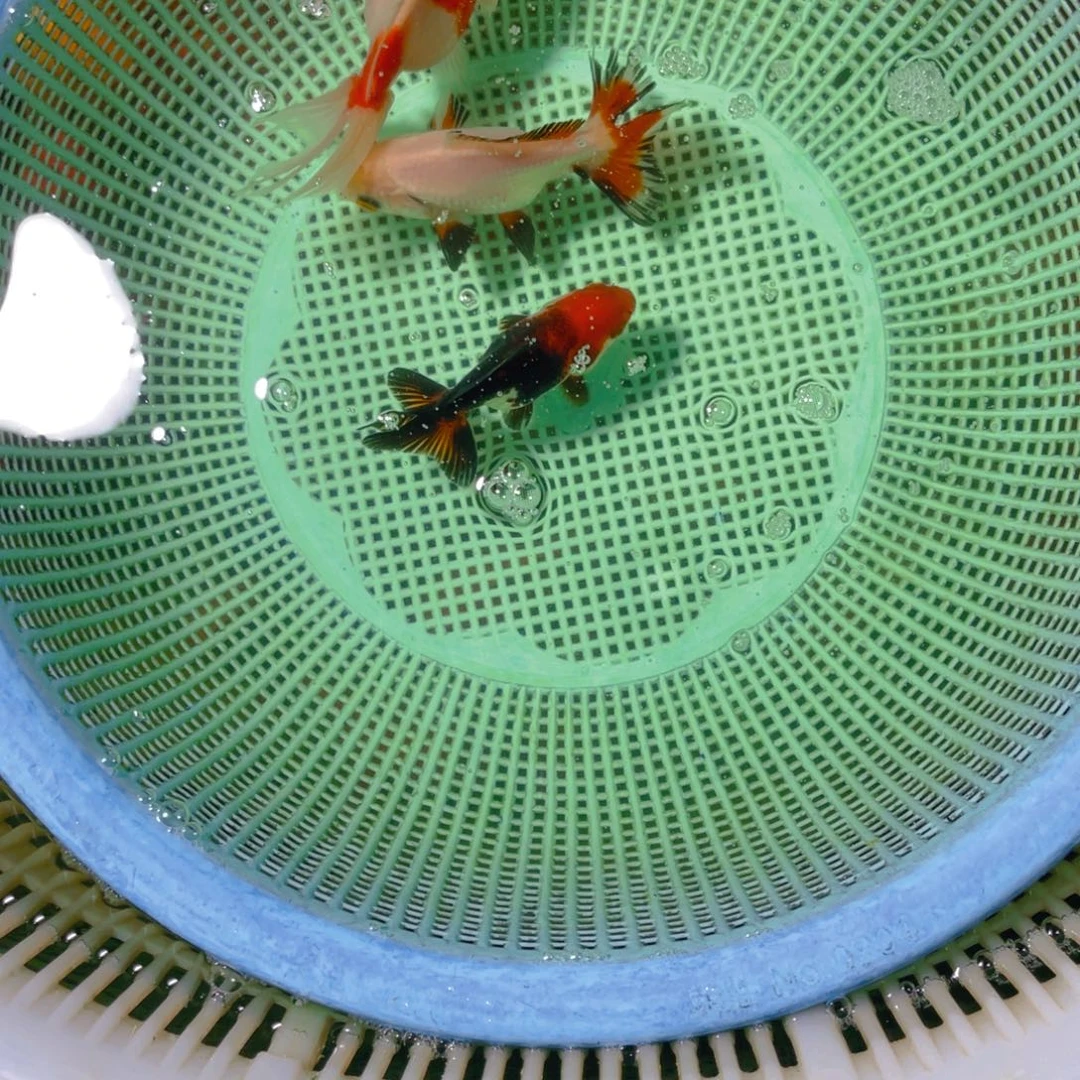 海水鱼花泰狮金鱼54