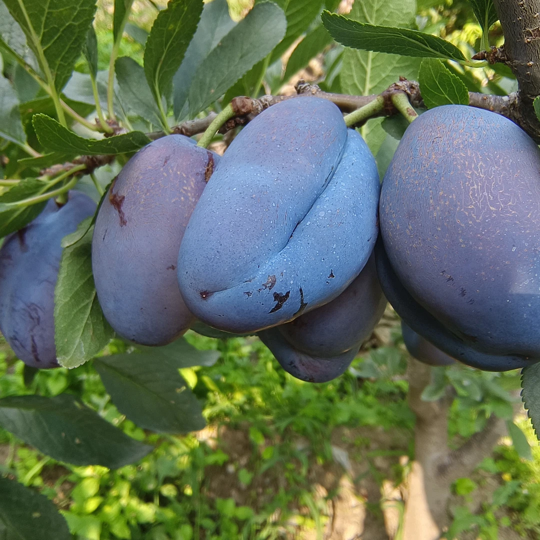 新鲜采摘大果西梅应季水果软糯多汁酸甜可口