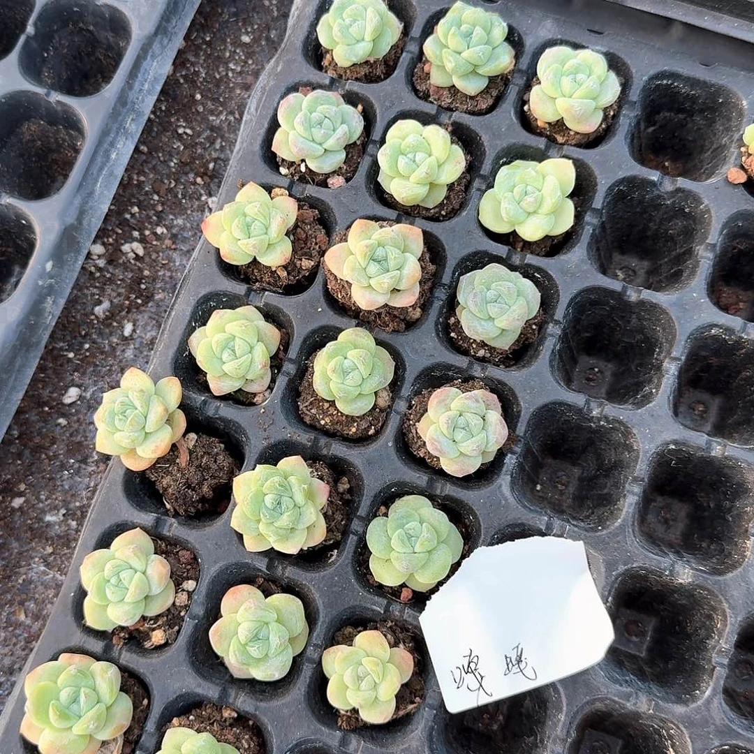 嘎嘎一物一拍专拍