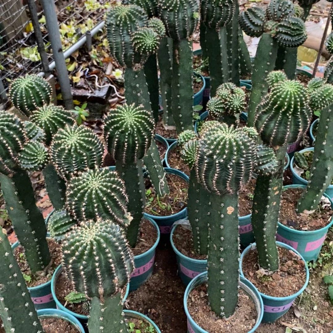 新品丽花红瞳侧芽一个