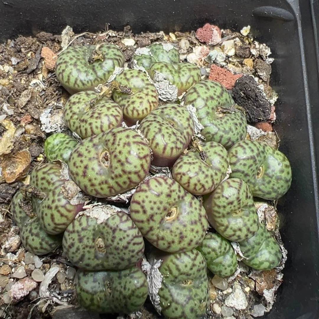 【闪购商品】 171。