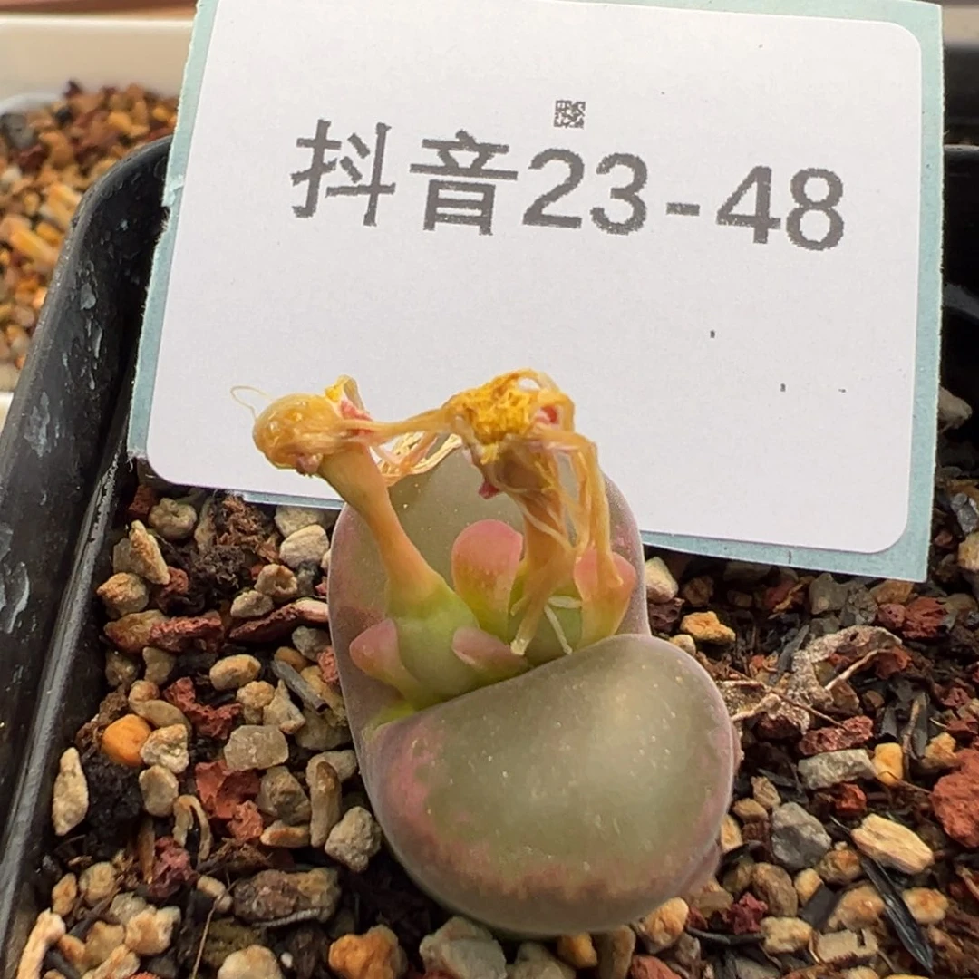 23-48紫焰风铃母本多肉