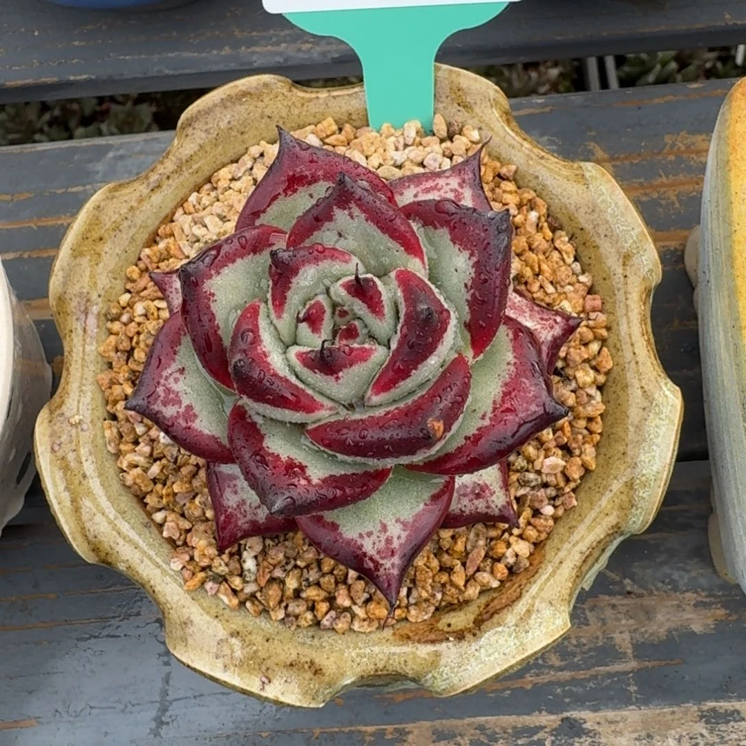 从前慢多肉精选编号1217.63