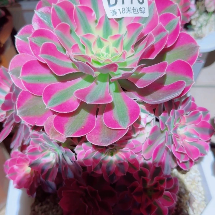 多肉法师分扣多朵